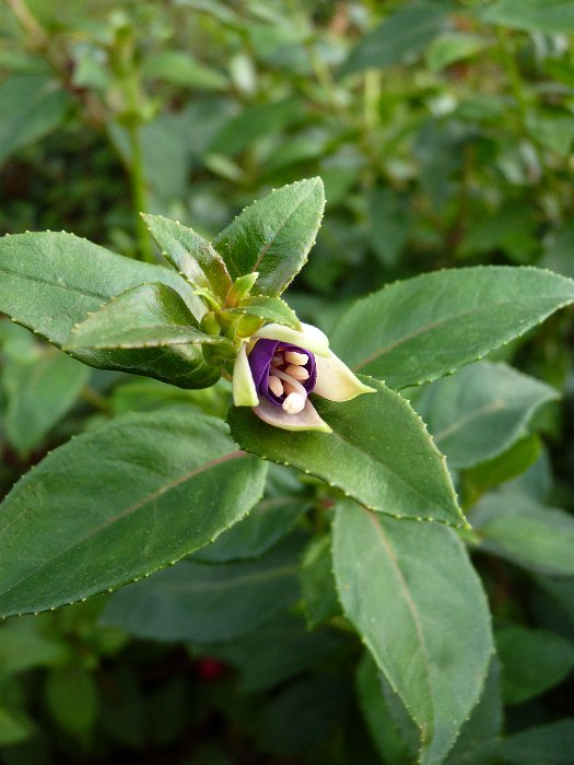 Fuchsia x 'Chillerton Beauty'